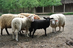 alle Schafe